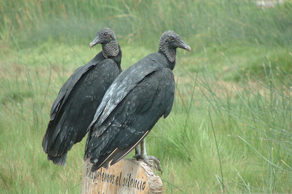 American Black Vulture  2004 Fraser Simpson