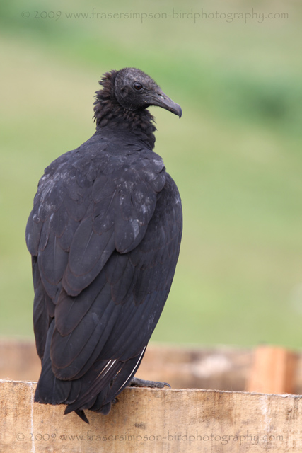 American Black Vulture  2009 Fraser Simpson