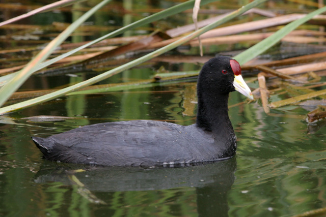 Andean Coot  2007 Fraser Simpson