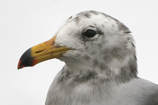 Band-tailed Gull  2007 Fraser Simpson