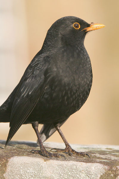 Common Blackbird  2006 Fraser Simpson