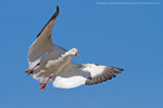 Snow Goose