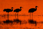 Sandhill Cranes