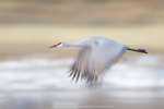 Sandhill Crane