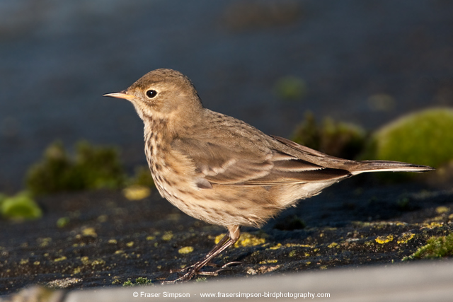 Buff-bellied Pipit  2012 Fraser Simpson