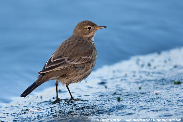 Buff-bellied Pipit  2012 Fraser Simpson