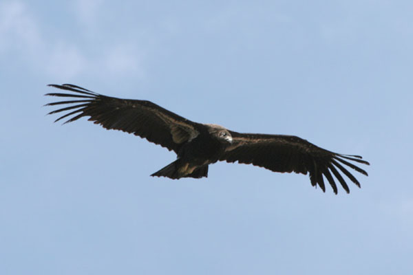 California Condor  2006 Fraser Simpson