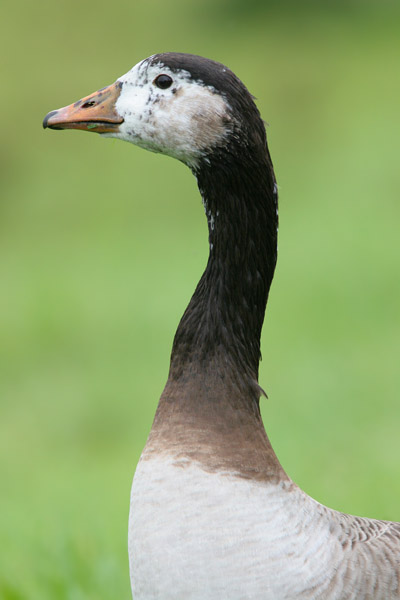 Canada X Grelag Goose (hybrid)  2006 Fraser Simpson