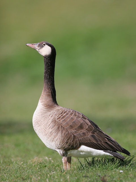 Canada X Grelag Goose (hybrid)  2007 Fraser Simpson