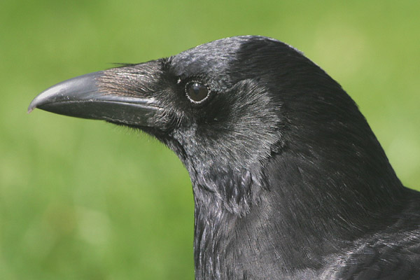 Carrion Crow  2005 Fraser Simpson