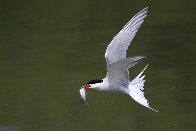 Common Tern  2008 Fraser Simpson