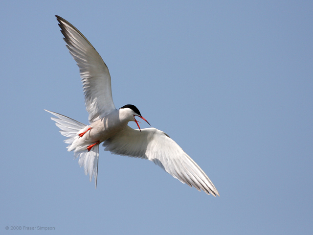 Common Tern  2008 Fraser Simpson