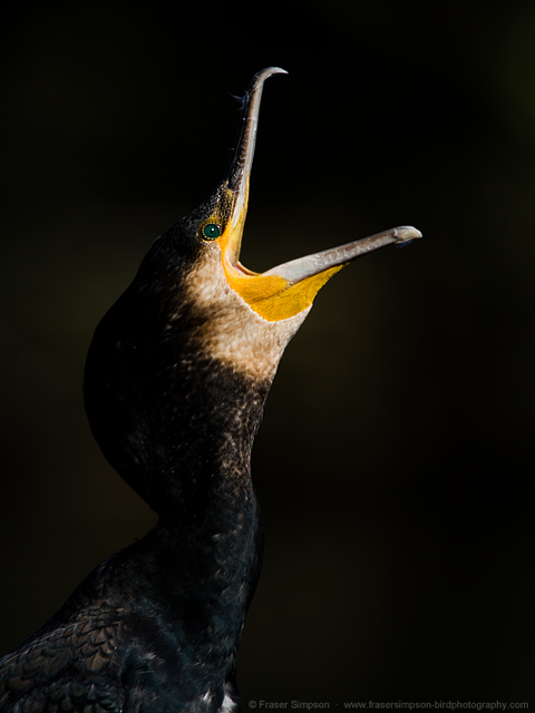 Great Cormorant  2014 Fraser Simpson