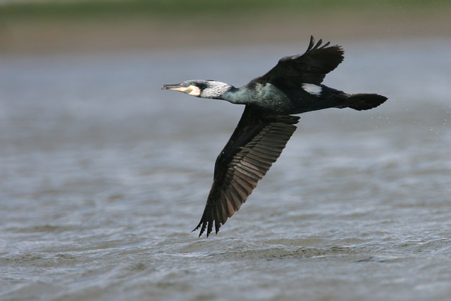 Great Cormorant  2007 Fraser Simpson