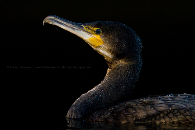 Great Cormorant  2013 Fraser Simpson
