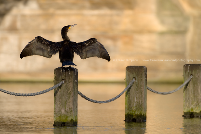 Great Cormorant  2013 Fraser Simpson