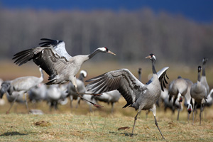 Eurasian Crane  2010 Fraser Simpson