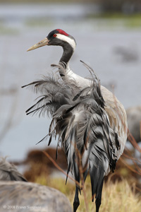 Eurasian Crane  2010 Fraser Simpson