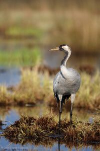 Eurasian Crane  2010 Fraser Simpson