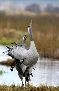 Eurasian Crane  2010 Fraser Simpson