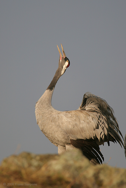 Eurasian Crane  2008 Fraser Simpson