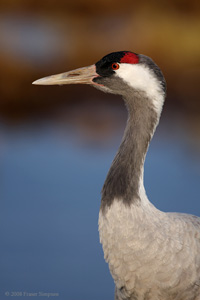 Eurasian Crane  2010 Fraser Simpson