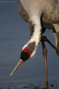 Eurasian Crane  2010 Fraser Simpson