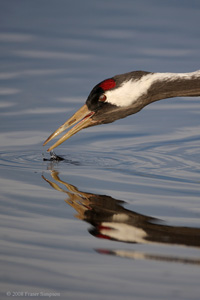 Eurasian Crane  2010 Fraser Simpson