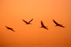 Eurasian Crane  2010 Fraser Simpson