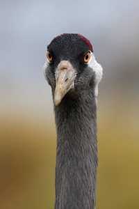 Eurasian Crane  2010 Fraser Simpson