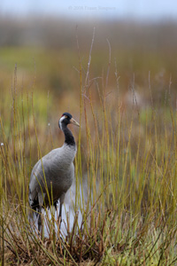 Eurasian Crane  2010 Fraser Simpson