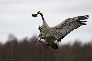 Eurasian Crane  2010 Fraser Simpson