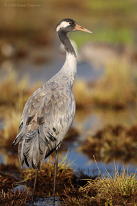 Eurasian Crane  2010 Fraser Simpson