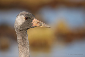 Eurasian Crane  2010 Fraser Simpson