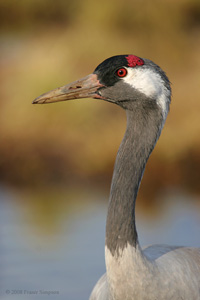 Eurasian Crane  2010 Fraser Simpson