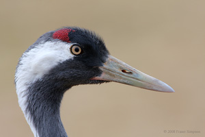 Eurasian Crane  2010 Fraser Simpson