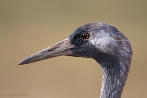 Eurasian Crane  2010 Fraser Simpson