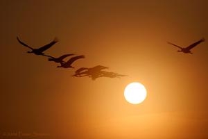 Eurasian Crane  2010 Fraser Simpson