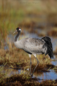 Eurasian Crane  2010 Fraser Simpson