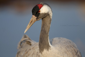 Eurasian Crane  2010 Fraser Simpson