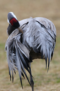 Eurasian Crane  2010 Fraser Simpson