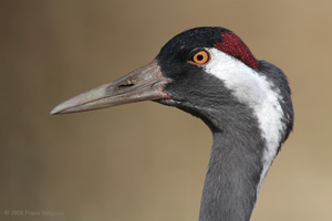 Eurasian Crane  2010 Fraser Simpson