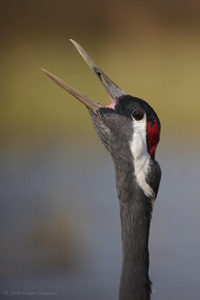 Eurasian Crane  2010 Fraser Simpson