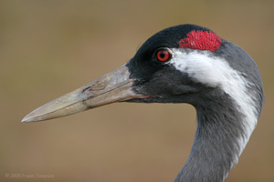 Eurasian Crane  2010 Fraser Simpson