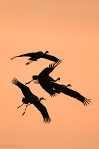 Eurasian Crane  2010 Fraser Simpson