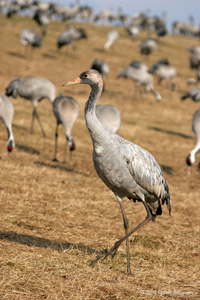 Eurasian Crane  2010 Fraser Simpson