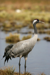 Eurasian Crane  2010 Fraser Simpson