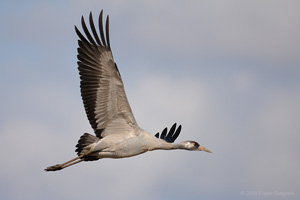 Eurasian Crane  2010 Fraser Simpson