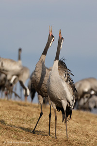 Eurasian Crane  2010 Fraser Simpson