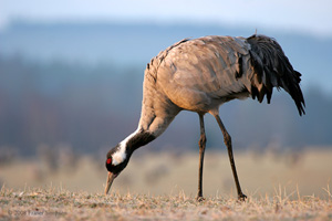 Eurasian Crane  2010 Fraser Simpson